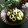Dellaたん's cooksnap of when they made 簡単！ちくわと胡瓜の塩昆布和え☆.