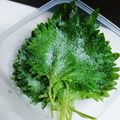 ＊＊カヲル＊＊'s cooksnap of when they made 大葉の塩漬け(万能保存).