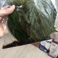 changmiina's cooksnap of when they made カンタンすぎ！大葉の醤油漬け.
