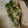 かなげっちょ's cooksnap of when they made ほうれん草と卵のサンド.