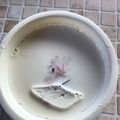 クックA47FEF☆'s cooksnap of when they made 簡単！濃厚杏仁豆腐.