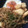 たぬぽち☆'s cooksnap of when they made しらたき＠塩やきそば風味.