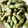 単身赴任の父ちゃん's cooksnap of when they made 枝豆のおいしい茹で方.