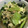 kaopi211's cooksnap of when they made 青梗菜とツナと豆腐の炒め物.