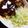 ちょみねこ's cooksnap of when they made ☆エスカロップ☆（根室名物）　.
