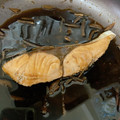 harupis's cooksnap of when they made わらさの煮付け.