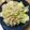 手抜きクック's cooksnap of when they made キャベツのにんにくごまおかか和え.