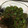 yuka☆☆Y55's cooksnap of when they made 簡単おつまみ ししとうがらし ごま油炒め.
