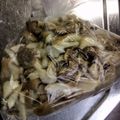 のりこったん's cooksnap of when they made ヒラタケ（平茸）の処理と冷凍保存（改２）.