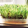まもぉ☆＇ｓ's cooksnap of when they made 豆苗保存法.