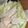 ﾌﾞﾚﾝﾀﾞ's cooksnap of when they made 葉物(キャベツ、レタス、白菜など)の保存.