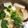 太巻きたまご's cooksnap of when they made 豆腐好きの湯豆腐.