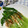 ☆さぶ☆☆'s cooksnap of when they made あごだししょうゆで青梗菜のおひたし.