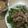 かめきち0326's cooksnap of when they made 簡単✩豚バラと水菜の万能特製タレかけ.