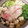 ムーミン☆ママ's cooksnap of when they made 秋白菜と豚しゃぶのつるりん鍋.