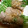 ねこはがき's cooksnap of when they made 蒸し豆苗と豚肉巻き.