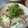 K/S's cooksnap of when they made 豚こま肉とピーマンのマヨネーズ炒め☆.