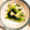 ぱんだでぽん's cooksnap of when they made 簡単！小松菜と油揚げの煮浸し.