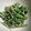 クック7FNN0F☆'s cooksnap of when they made 簡単　セロリの葉のゴマ和え.