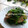 びーこちゃん's cooksnap of when they made 菜の花とベーコンのオイマヨ炒め.