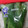 ぼくグディ's cooksnap of when they made 青菜の冷蔵保存！.