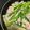 ☆GSSQHY☆'s cooksnap of when they made レンジで簡単♬豚もやしのおろしポン酢.