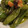 cjay's cooksnap of when they made ししとうのタパス.