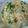 ｺｱﾗ's cooksnap of when they made ５分でチャーハン.