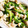 クック3LJAQ4☆'s cooksnap of when they made さっぱり☆ささみときゅうりの明太子和え.