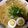 らむんこ★'s cooksnap of when they made ラーメン屋さん直伝 激旨 簡単 中華そば.