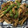 クックM6DK2O☆'s cooksnap of when they made ご飯が進む♪豚肉と玉ねぎのソース炒め.