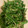 nyoeasy___'s cooksnap of when they made 簡単ピーマンのごま和え★苦くない.