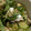 riamxyu's cooksnap of when they made ✿きゅうりとしめサバのちらし寿司✿.