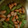あんこだよ。's cooksnap of when they made ふきと粗挽きウインナースパイス炒め.