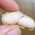 くいしんbu's cooksnap of when they made 生落花生のプリッと美味しい茹で方♪.