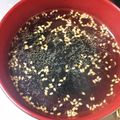 クックGD0TYG☆'s cooksnap of when they made 【即席】わかめスープ.