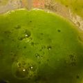 まることさるこ's cooksnap of when they made 子供もだいすきグリーンスムージー.