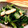 jununu's cooksnap of when they made ちんげん菜とニラの中華おひたし.