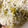子沢山ママ's cooksnap of when they made ＊菊とえのき茸の酢の物＊.