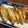 Amepyon's cooksnap of when they made 【焼くだけ！】焼きなすのおいしい焼き方.