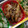 nosso's cooksnap of when they made ご飯がすすむ♪ごぼうと鶏むねのゴマみそ.