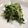 Hirorinaki's cooksnap of when they made ササッと１品！水菜の昆布茶おひたし.