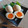 愛じゃな～い？'s cooksnap of when they made とろ～り☆濃厚半熟卵.