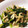ももたんきっちん's cooksnap of when they made 簡単！ほうれん草と切り干し大根の胡麻和え.