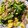 かずげんママ's cooksnap of when they made 小松菜と卵とベーコン炒め.