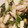 ʕ·͡·̫͖'s cooksnap of when they made 大根葉と白菜さっとツナ炒め煮.