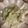 クック49L4Ho☆'s cooksnap of when they made 【楽めし】大根とツナのやみつきサラダ.