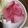 やんしゅ's cooksnap of when they made レディサラダの甘酢漬け.