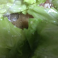 ma___111's cooksnap of when they made レタスと生ハムの簡単無限サラダ.