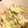 caruga's cooksnap of when they made 白菜のウインナー煮びたし.